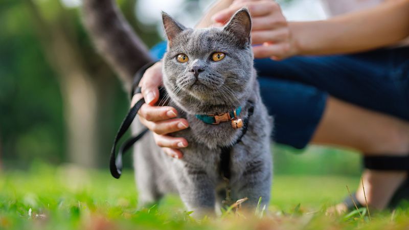 Visibility and Reflective Features – Especially for Nighttime Cats