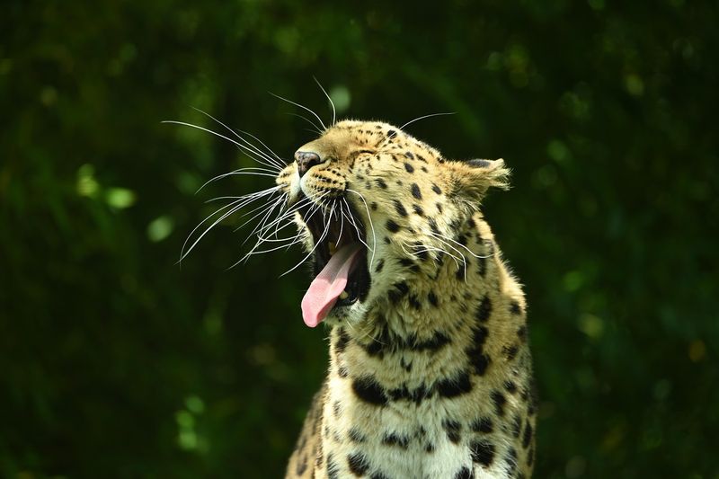 Vocalizations