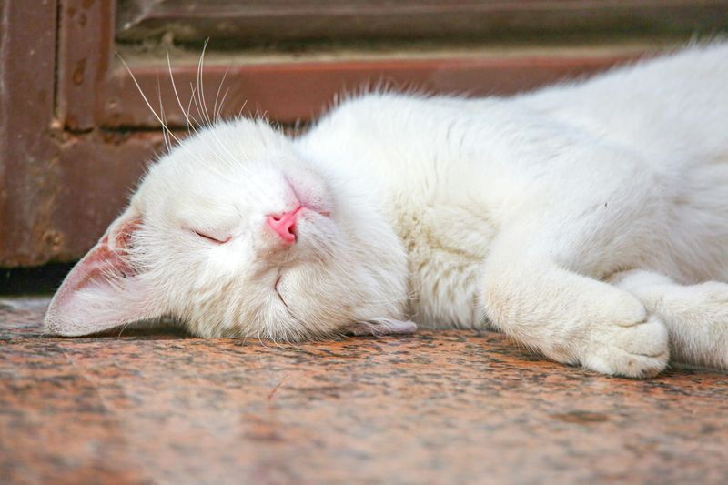 Warm Milk Helps Cats Sleep 