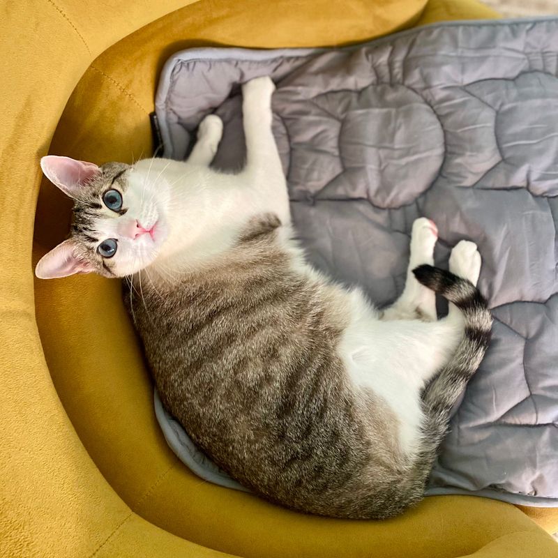 Weather-Resistant Cat Bed