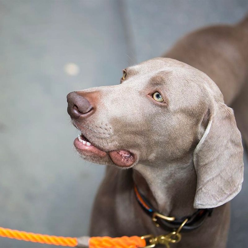 Weimaraner