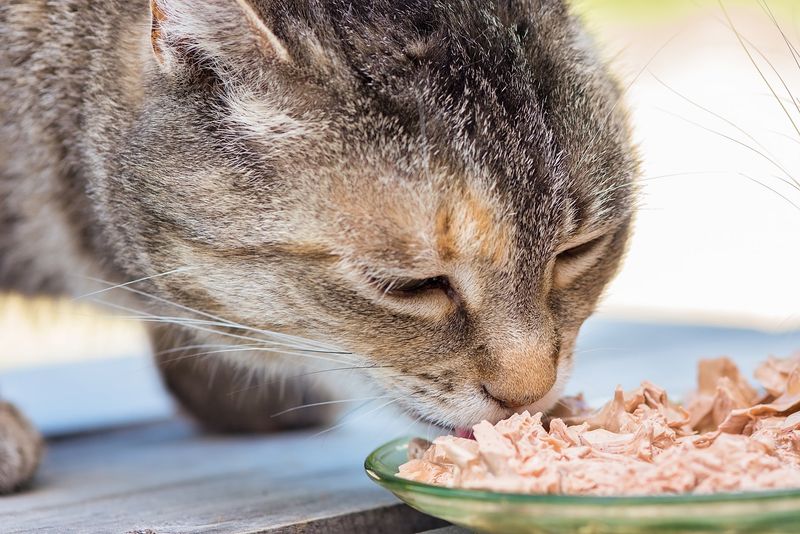 Wet Cat Food