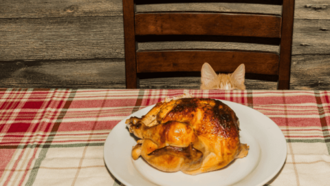 Whisker-Licking Good: 15 DIY Snacks for Feline Foodies