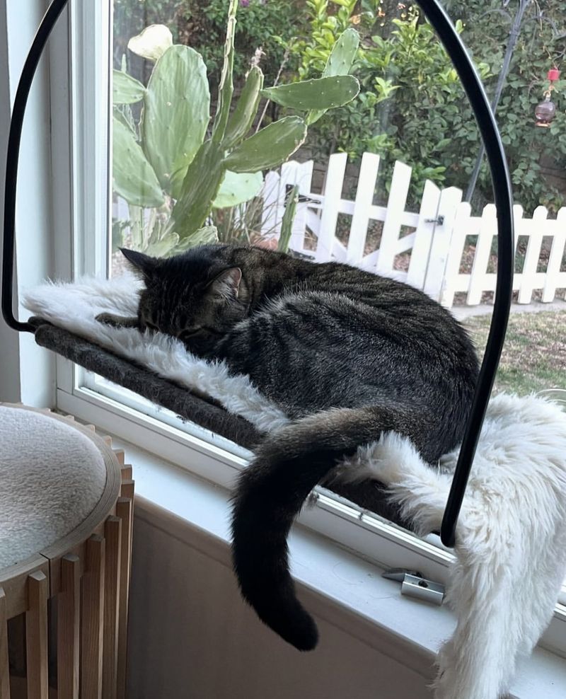 Window Perches