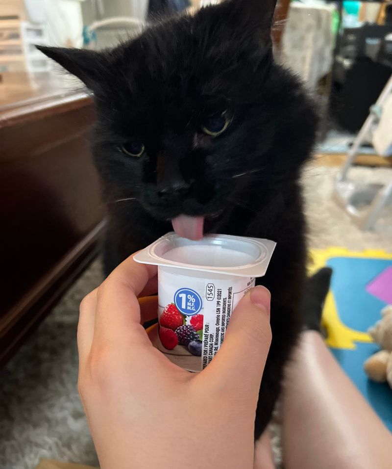 Yogurt is Safe for Cats