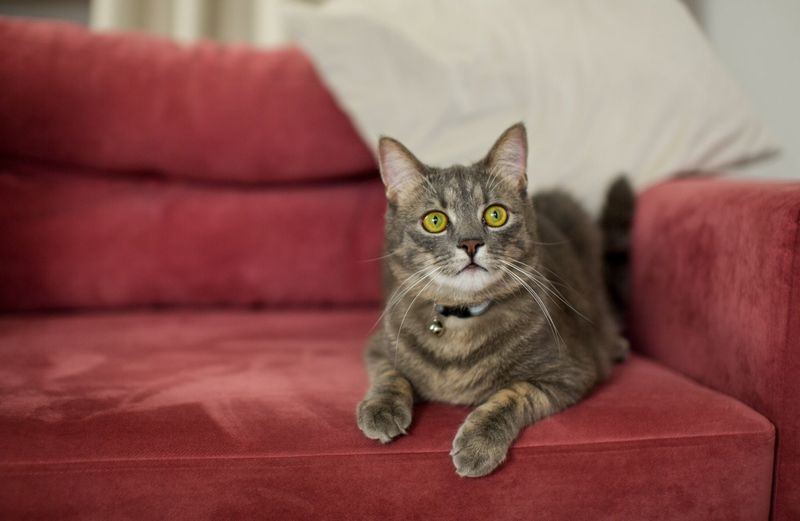 You can’t have the couch… it’s my throne!