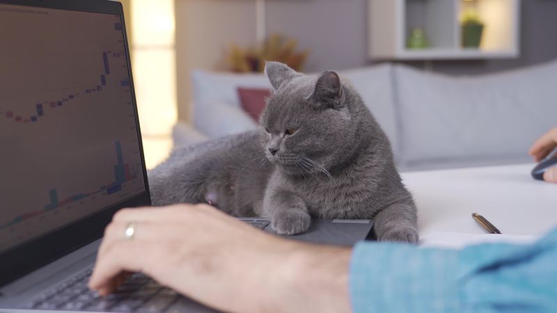 You keep typing, I’ll keep being adorable.