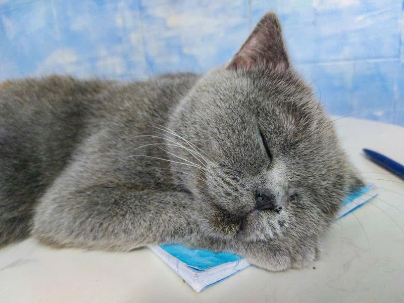 Your notebook? Yeah, I’m just gonna lie on that.