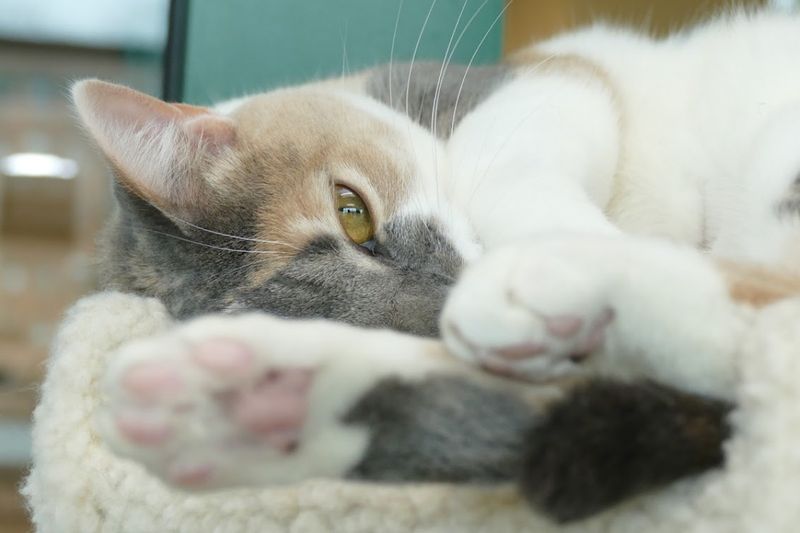 Your snack? I’d prefer it if you shared, but I’ll nap instead.