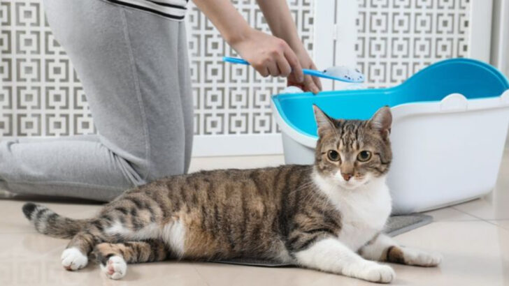 Can Cat Litter Make You Sick? Discover 14 Hidden Health Risks