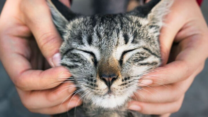 Do Cats Feel Love? 15 Signs They Do, According to Experts