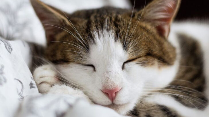 Ever Wonder Why Your Cat Sleeps on Your Pillow? Here Are 15 Reasons!