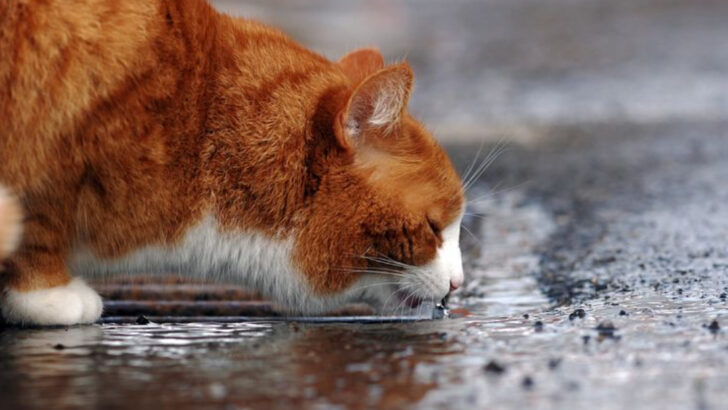 How Stray Cats Survive Without Owners – 25 Incredible Adaptations