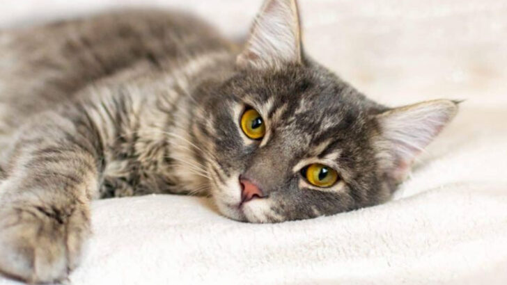 Is Your Cat In Pain? 15 Signs to Watch For