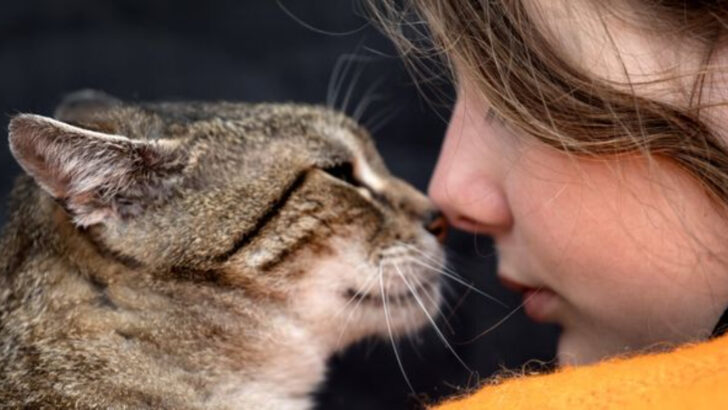 Is Your Cat Obsessed with Your Nose? 15 Possible Reasons