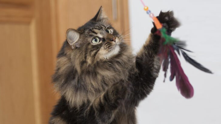 Keep Your Wegie Happy – 13 Best Toys for Norwegian Forest Cats