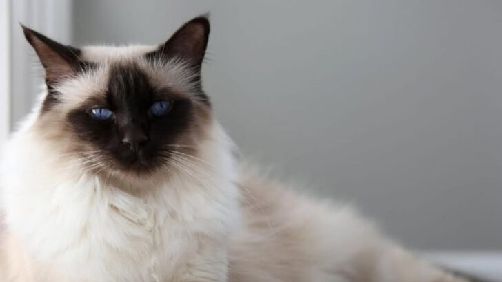 Looking for a Silent Companion? Here Are 25 Quietest Cat Breeds