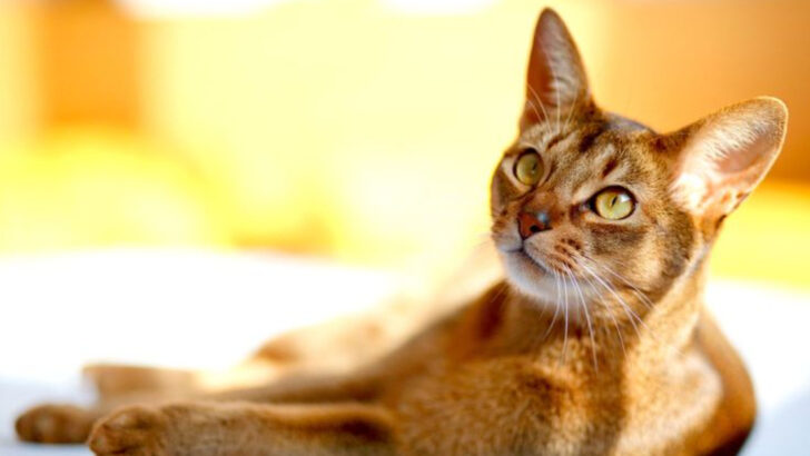 The Feline Pharaohs – 7 Egyptian Cat Breeds to Discover