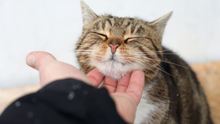 The Purr That Heals — 15 Real Health Benefits of Owning a Cat