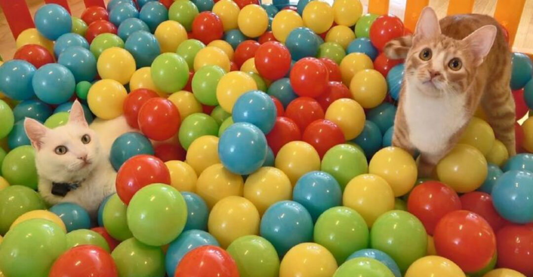 The Ultimate List of 18 Fun and Engaging Games for Cats – Hours of ...