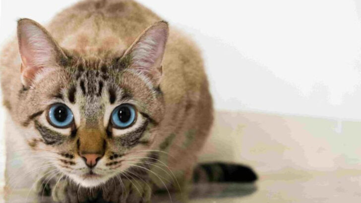 What’s Up with My Kitty? 15 Quirky Behaviors Explained!