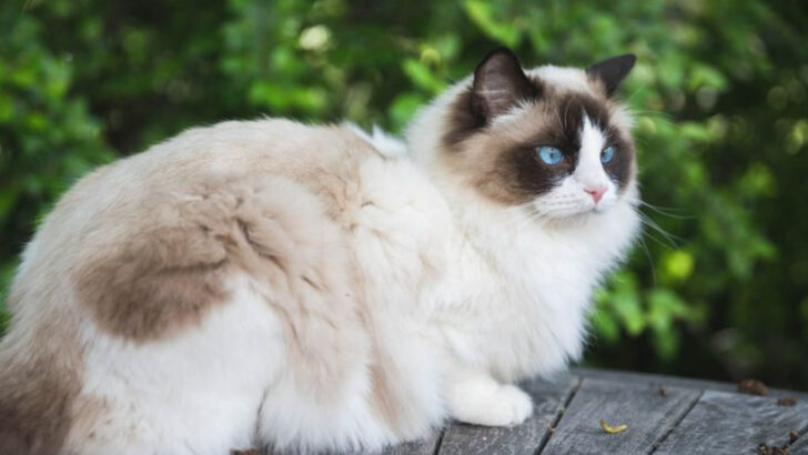 Which of These 15 Cat Breeds Fits Your Personality? Find Out Now!