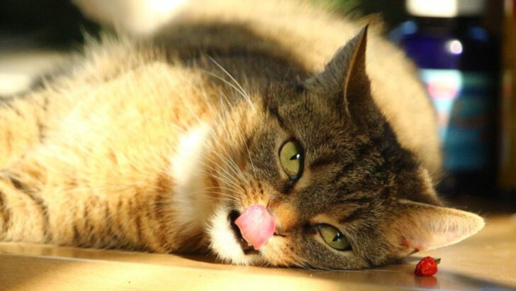 Why Is Your Cat Licking the Floor? 15 Surprising Answers