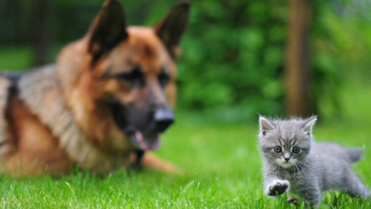 Worried About Your Cat’s Safety? Avoid These 25 Dog Breeds!