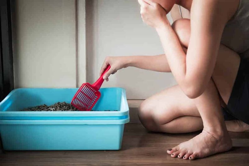 1. You Think Litter Boxes Clean Themselves