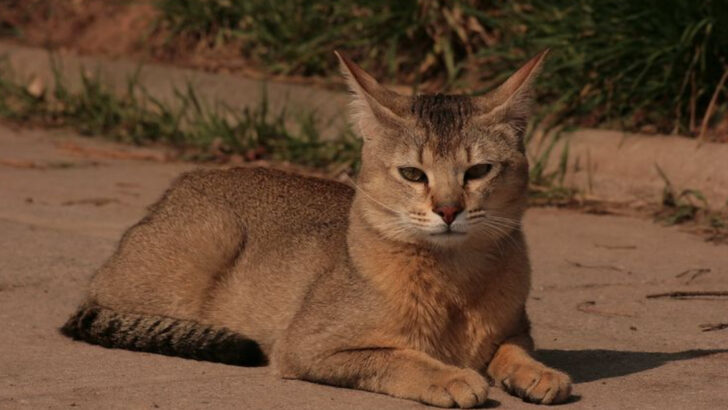 10 Cat Breeds That Look Like Wild Predators but Are Huge Sweethearts