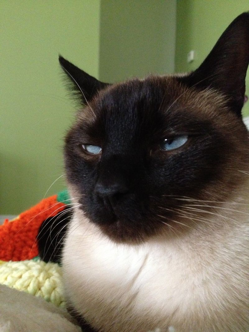 Siamese (Thailand)