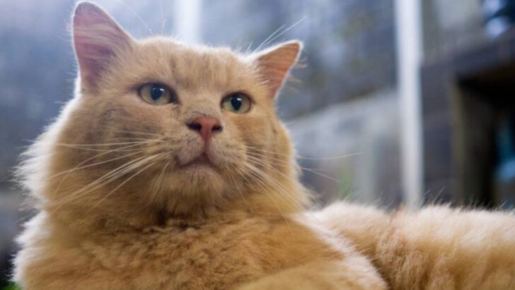 10 Cat Breeds That Originated in Asia