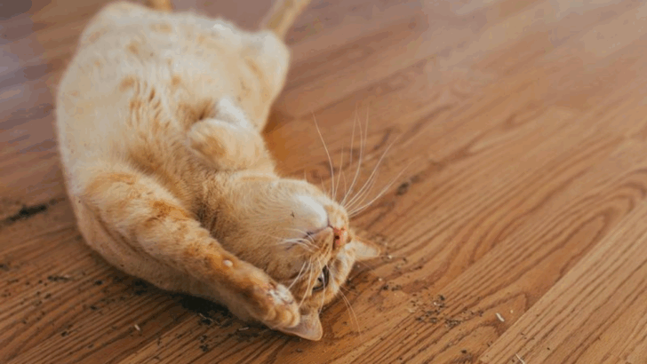 10 Cat Habits That Appear Adorable But Could Signal Trouble