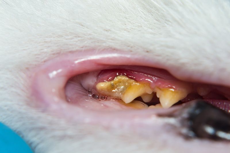 Dental Disease