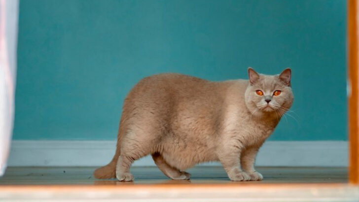 10 Cat Health Crises That Could Begin With One Missed Vet Appointment