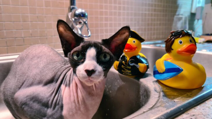 9 Cats That Could Complicate Life with Roommates