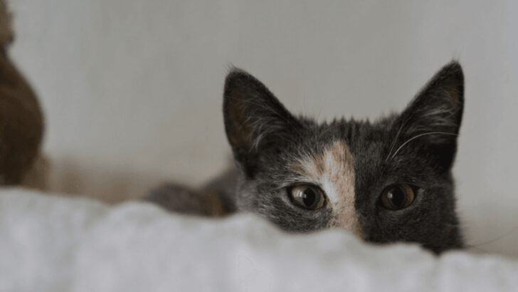 10 Crucial Tips for Fostering a Cat