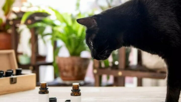 6 Do’s & 4 Don’ts for Throwing the Purrfect Scent-Themed Playdate
