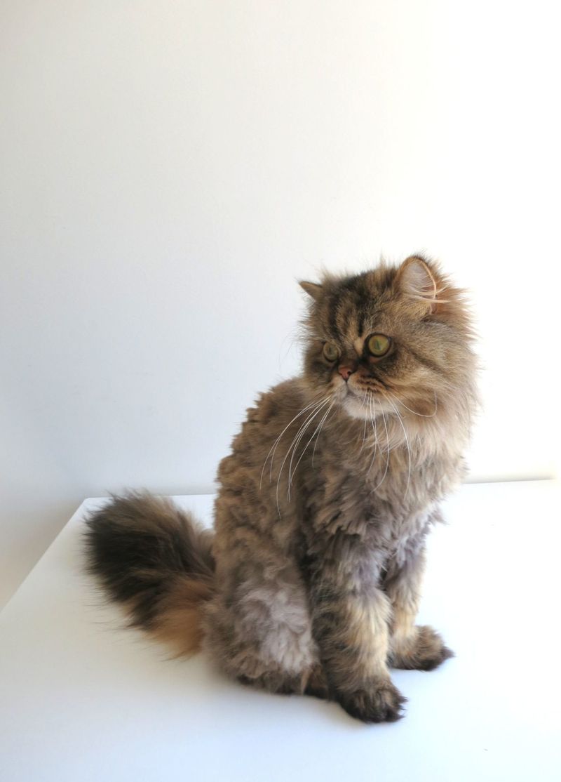 High Grooming Maintenance