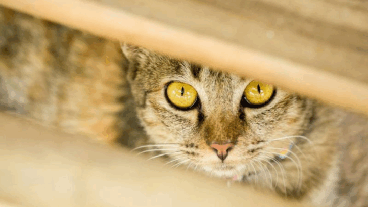 10 Facts Your Cat Knows About You But Won’t Share