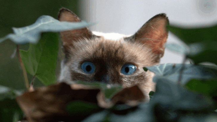 10 Friendliest Cat Breeds You Can Adopt in the U.S.