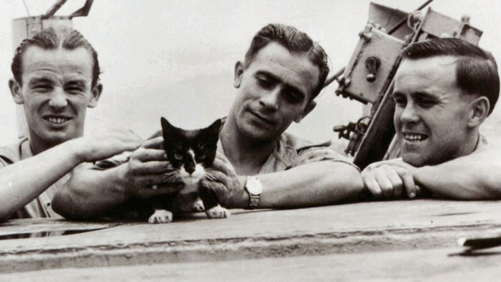 10 Historical Cats That Changed the World