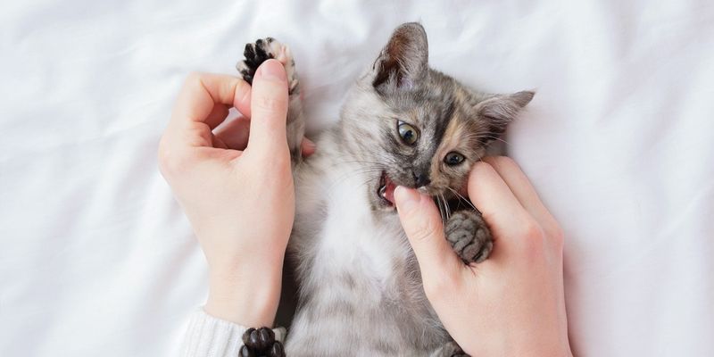 1. What Cat Scratch Fever Is