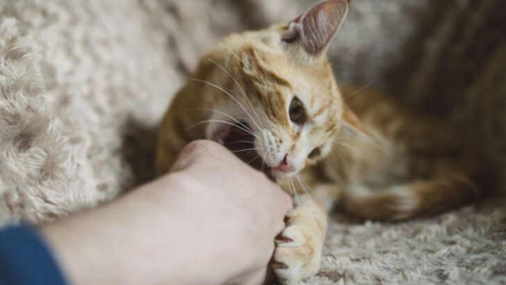10 Important Things to Know About Cat Scratch Fever