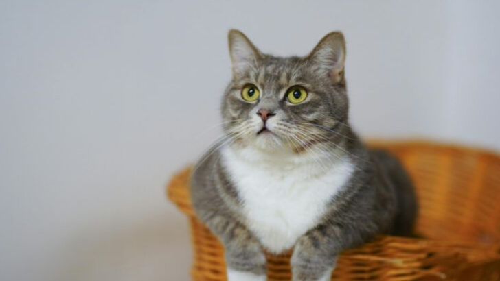 10 Irresistible Traits of European Shorthair Cats