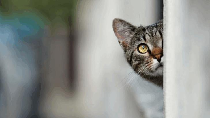 10 Mind-Blowing Things Cats Can Sense Before Humans