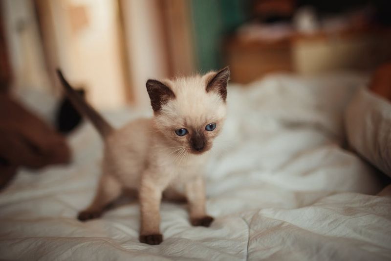 Siamese