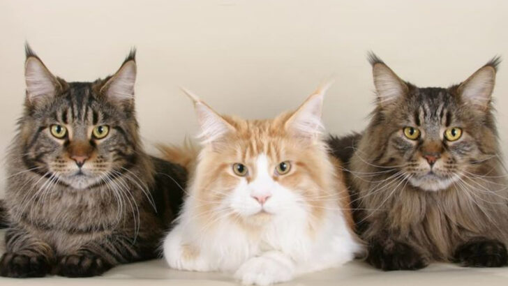 10 Most Engaging Cat Breeds That Are Natural Crowd-Pleasers