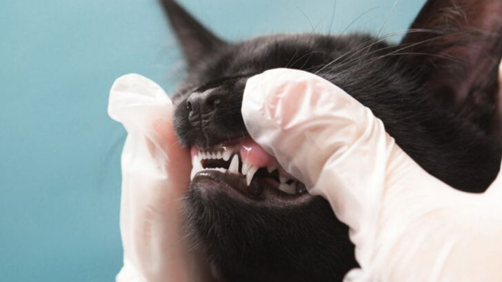 10 Possible Causes of Pale Gums in Cats