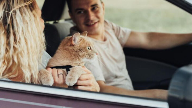 10 Proven Tips to Calm Your Cat’s Car Travel Anxiety